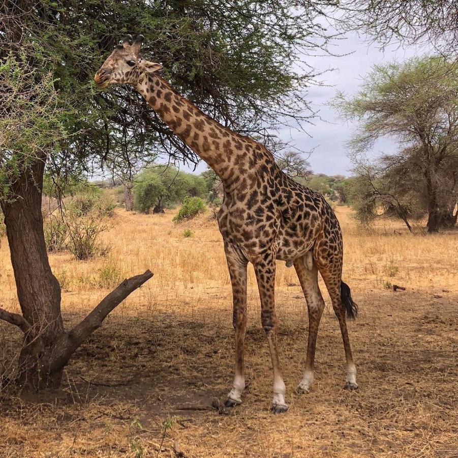 Amboseli Cultural Camping Экстерьер фото